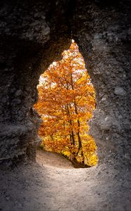 Preview wallpaper cave, trees, yellow, autumn, nature