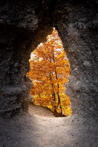 Preview wallpaper cave, trees, yellow, autumn, nature