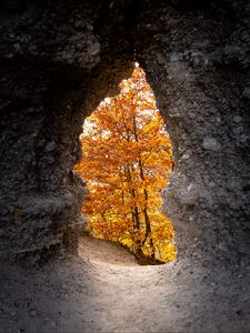 Preview wallpaper cave, trees, yellow, autumn, nature