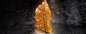 Preview wallpaper cave, trees, yellow, autumn, nature