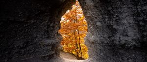 Preview wallpaper cave, trees, yellow, autumn, nature