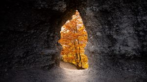 Preview wallpaper cave, trees, yellow, autumn, nature