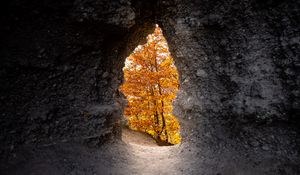 Preview wallpaper cave, trees, yellow, autumn, nature