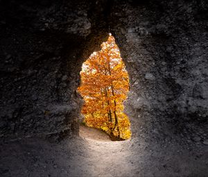 Preview wallpaper cave, trees, yellow, autumn, nature