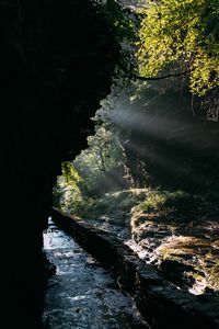 Preview wallpaper cave, water, branches, sunlight, dark