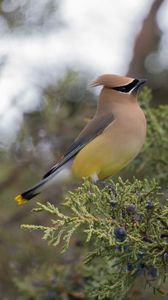 Preview wallpaper cedar waxwing, waxwing, bird, bush