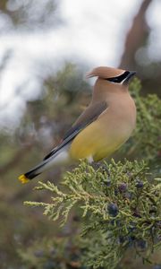 Preview wallpaper cedar waxwing, waxwing, bird, bush