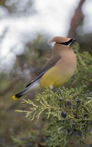 Preview wallpaper cedar waxwing, waxwing, bird, bush