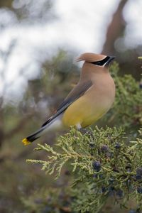 Preview wallpaper cedar waxwing, waxwing, bird, bush