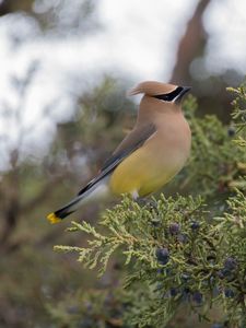 Preview wallpaper cedar waxwing, waxwing, bird, bush
