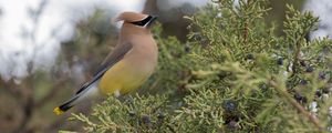 Preview wallpaper cedar waxwing, waxwing, bird, bush