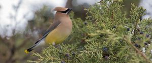 Preview wallpaper cedar waxwing, waxwing, bird, bush
