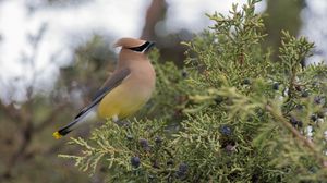 Preview wallpaper cedar waxwing, waxwing, bird, bush