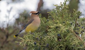 Preview wallpaper cedar waxwing, waxwing, bird, bush