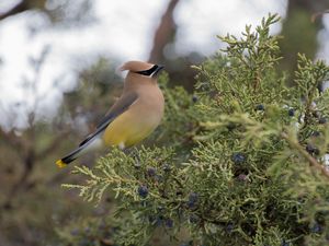 Preview wallpaper cedar waxwing, waxwing, bird, bush