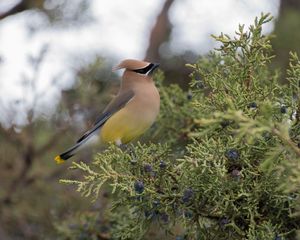 Preview wallpaper cedar waxwing, waxwing, bird, bush