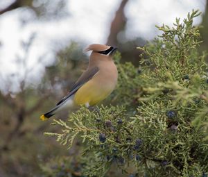Preview wallpaper cedar waxwing, waxwing, bird, bush