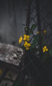 Preview wallpaper celandine, flowers, yellow, mesh, plant