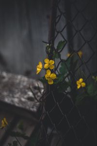 Preview wallpaper celandine, flowers, yellow, mesh, plant