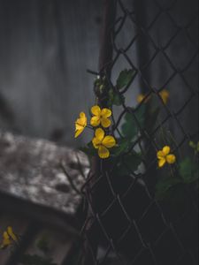 Preview wallpaper celandine, flowers, yellow, mesh, plant