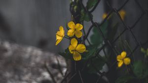 Preview wallpaper celandine, flowers, yellow, mesh, plant