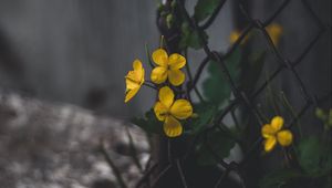 Preview wallpaper celandine, flowers, yellow, mesh, plant