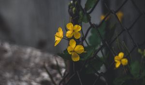 Preview wallpaper celandine, flowers, yellow, mesh, plant