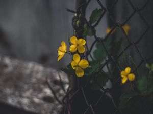 Preview wallpaper celandine, flowers, yellow, mesh, plant