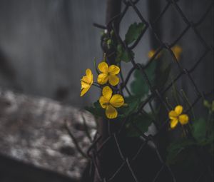 Preview wallpaper celandine, flowers, yellow, mesh, plant