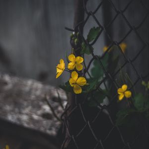 Preview wallpaper celandine, flowers, yellow, mesh, plant