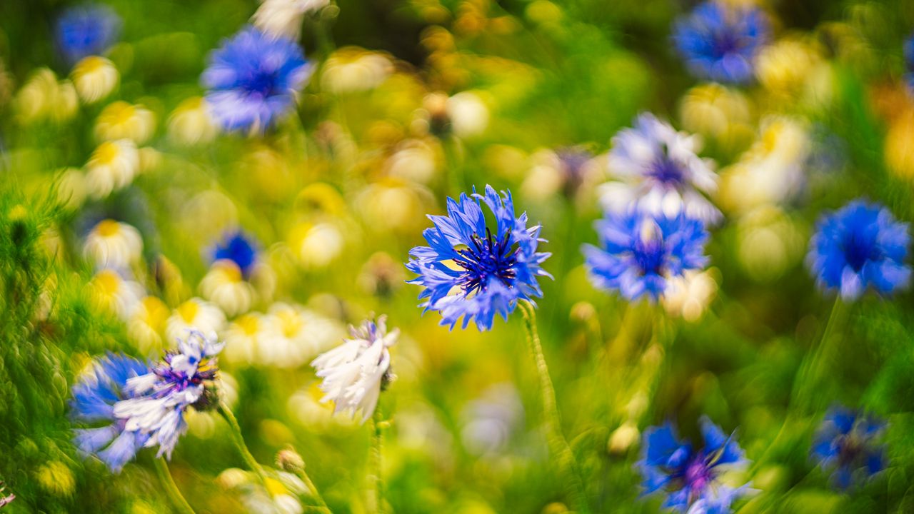 Wallpaper centaureas, flowers, blue, blur, nature
