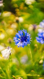 Preview wallpaper centaureas, flowers, blue, blur, nature