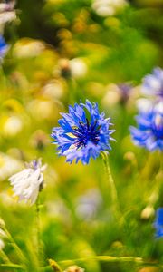 Preview wallpaper centaureas, flowers, blue, blur, nature