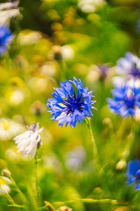Preview wallpaper centaureas, flowers, blue, blur, nature
