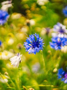 Preview wallpaper centaureas, flowers, blue, blur, nature