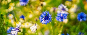 Preview wallpaper centaureas, flowers, blue, blur, nature