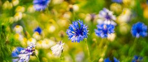 Preview wallpaper centaureas, flowers, blue, blur, nature