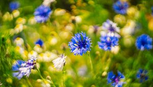 Preview wallpaper centaureas, flowers, blue, blur, nature