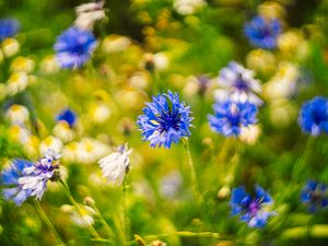 Preview wallpaper centaureas, flowers, blue, blur, nature