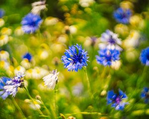 Preview wallpaper centaureas, flowers, blue, blur, nature