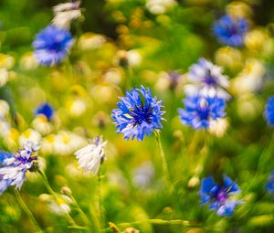 Preview wallpaper centaureas, flowers, blue, blur, nature