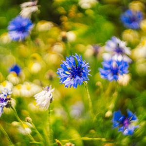 Preview wallpaper centaureas, flowers, blue, blur, nature