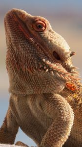 Preview wallpaper central bearded dragon, lizard, reptile