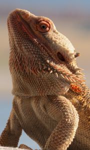 Preview wallpaper central bearded dragon, lizard, reptile