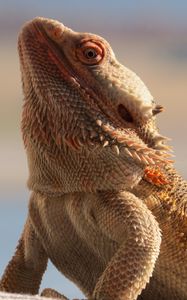 Preview wallpaper central bearded dragon, lizard, reptile