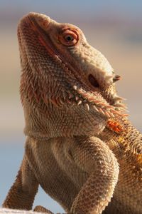 Preview wallpaper central bearded dragon, lizard, reptile