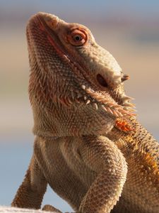 Preview wallpaper central bearded dragon, lizard, reptile