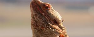 Preview wallpaper central bearded dragon, lizard, reptile