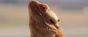 Preview wallpaper central bearded dragon, lizard, reptile