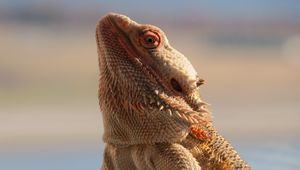 Preview wallpaper central bearded dragon, lizard, reptile